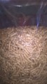 PELLET DI ABETE 